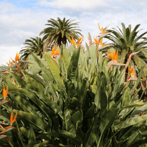 Bird of Paradise tree Seeds - Strelitzia reginae