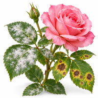 Fungicides