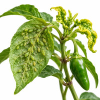 Insecticides