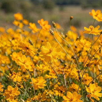 Crest Gold Sulphur Cosmos flowers – cosmos seeds in Pakistan | Apnaugao