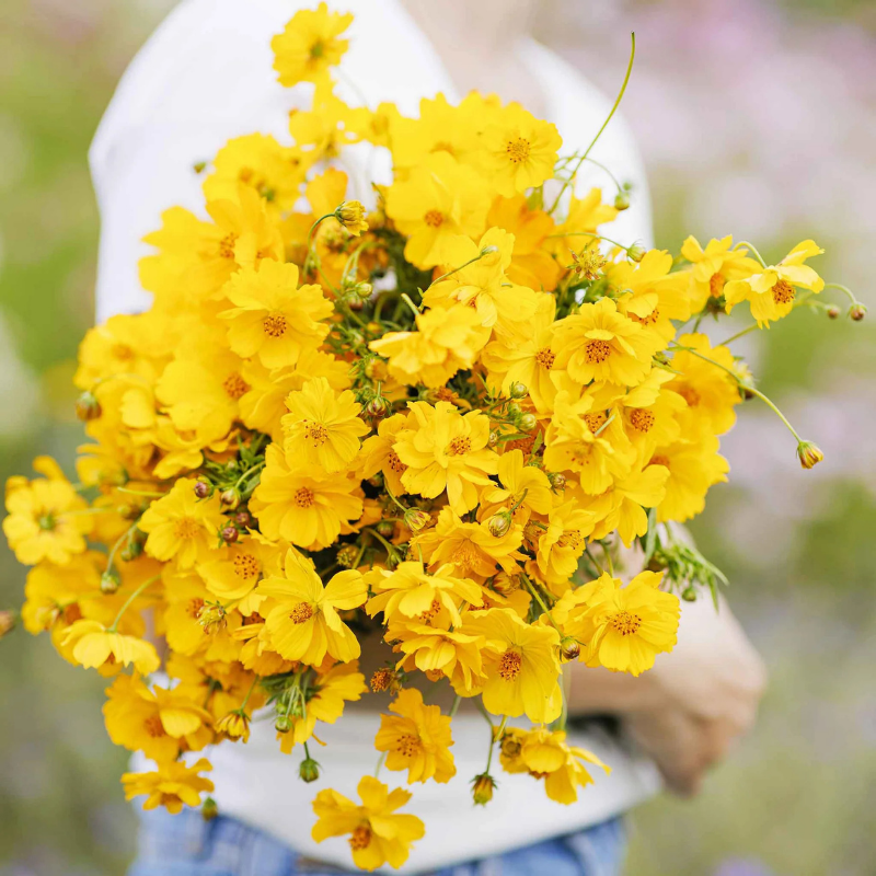 Crest Gold Sulphur Cosmos flowers – cosmos seeds in Pakistan | Apnaugao