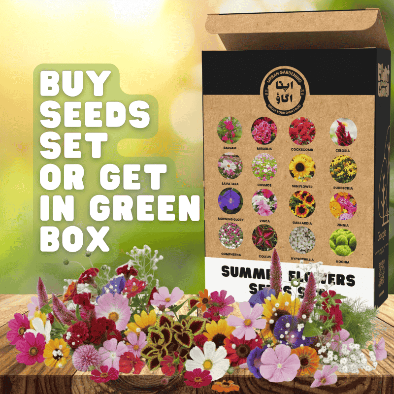 all in one summer slowers seeds bundle available at apnaugao
