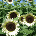 Sunflowers with green leaves on a sunny day