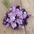 Purple Mix Sweet Pea flowers – sweet pea seeds in Pakistan | Apnaugao