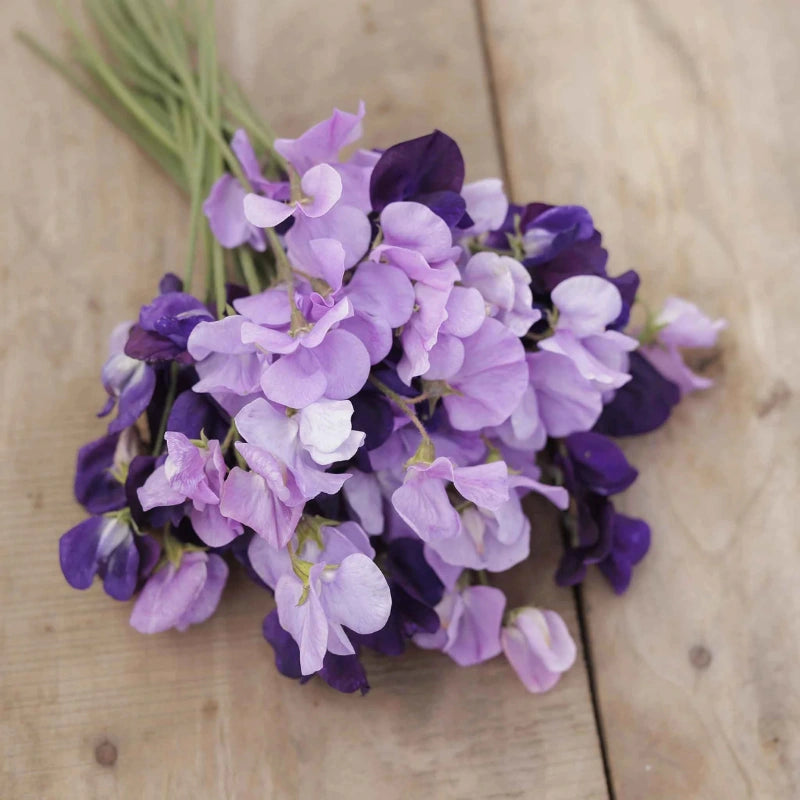 Purple Mix Sweet Pea flowers – sweet pea seeds in Pakistan | Apnaugao
