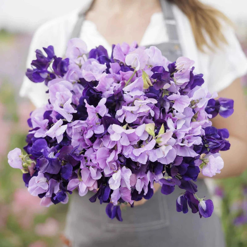 Purple Mix Sweet Pea flowers – sweet pea seeds in Pakistan | Apnaugao