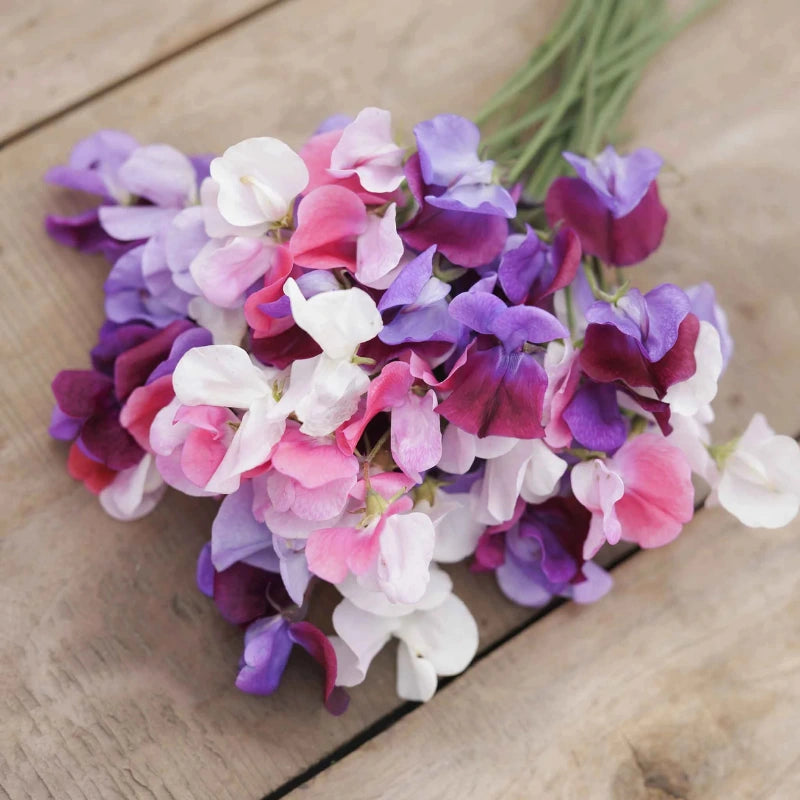 Spencer Mix Sweet Pea flowers – sweet pea seeds in Pakistan | Apnaugao
