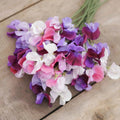 Spencer Mix Sweet Pea flowers – sweet pea seeds in Pakistan | Apnaugao