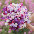 Spencer Mix Sweet Pea flowers – sweet pea seeds in Pakistan | Apnaugao