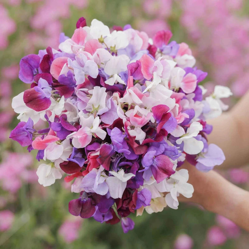 Spencer Mix Sweet Pea flowers – sweet pea seeds in Pakistan | Apnaugao