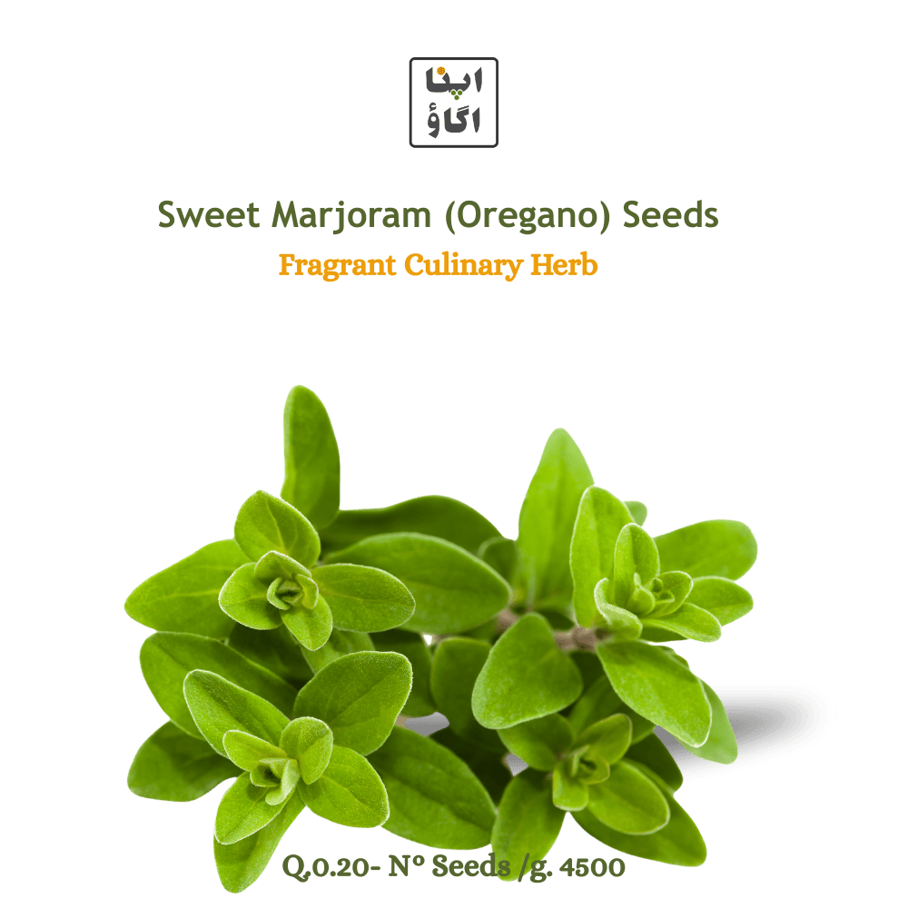 Sweet Marjoram "Oregano" Seeds - Apnaugao