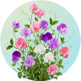 Sweet pea and climber flower seeds in Pakistan