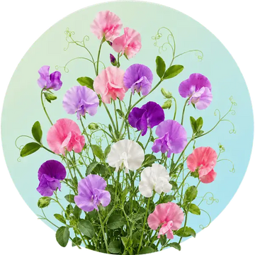 Sweet pea and climber flower seeds in Pakistan