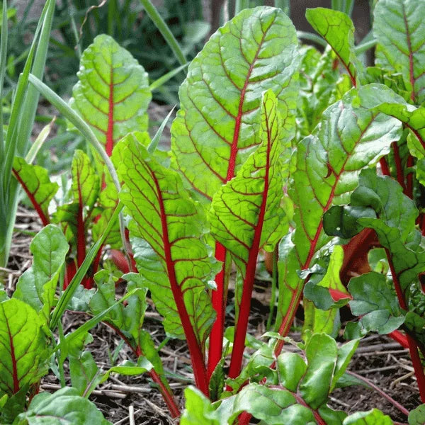 Red stem Swiss chard seeds available in Pakistan – Apnaugao