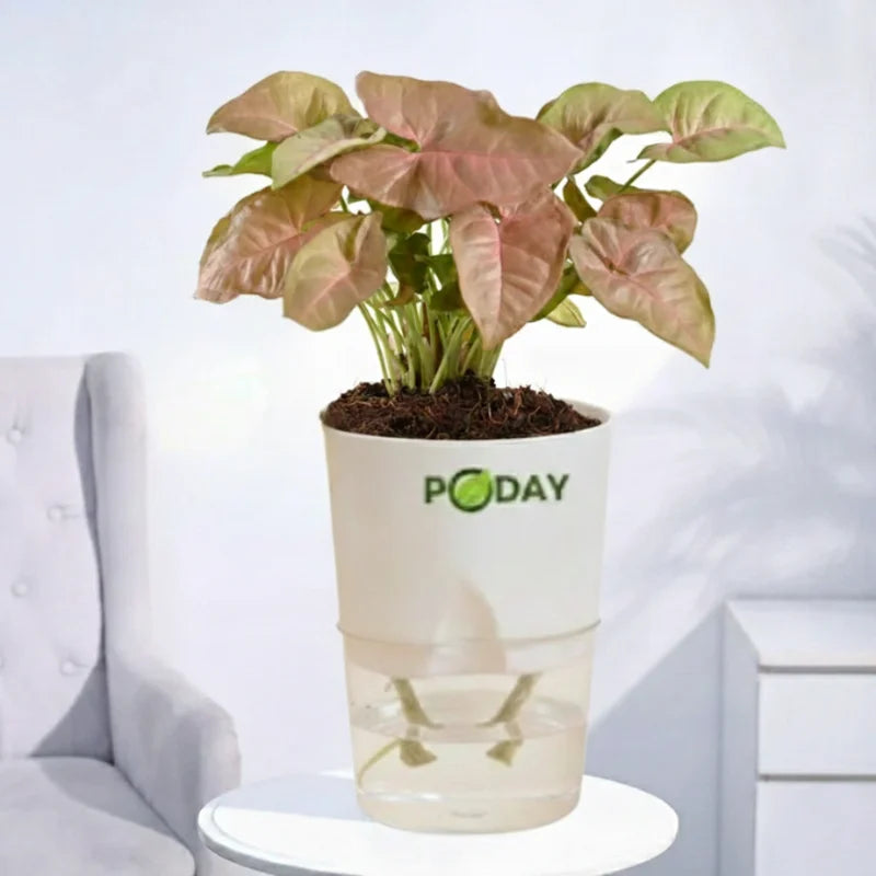 Buy Pink Syngonium Plant –  سنگونیم گلابی پودا – beautiful pink indoor plant in self-watering pot, special discount offer
