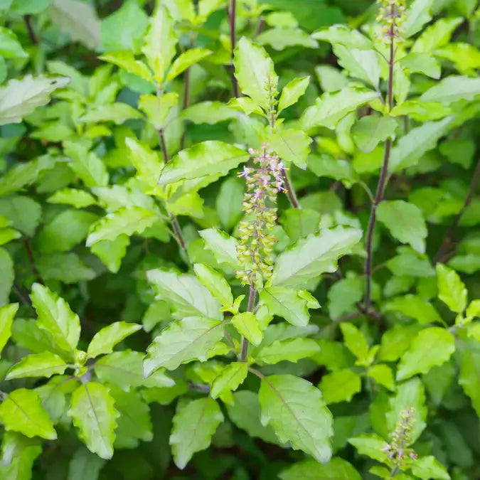 Fresh green Thai holy basil leaves grown from seeds