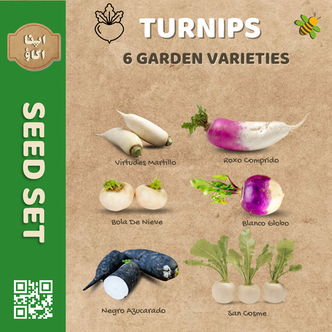 Heirloom Turnip Seeds Set