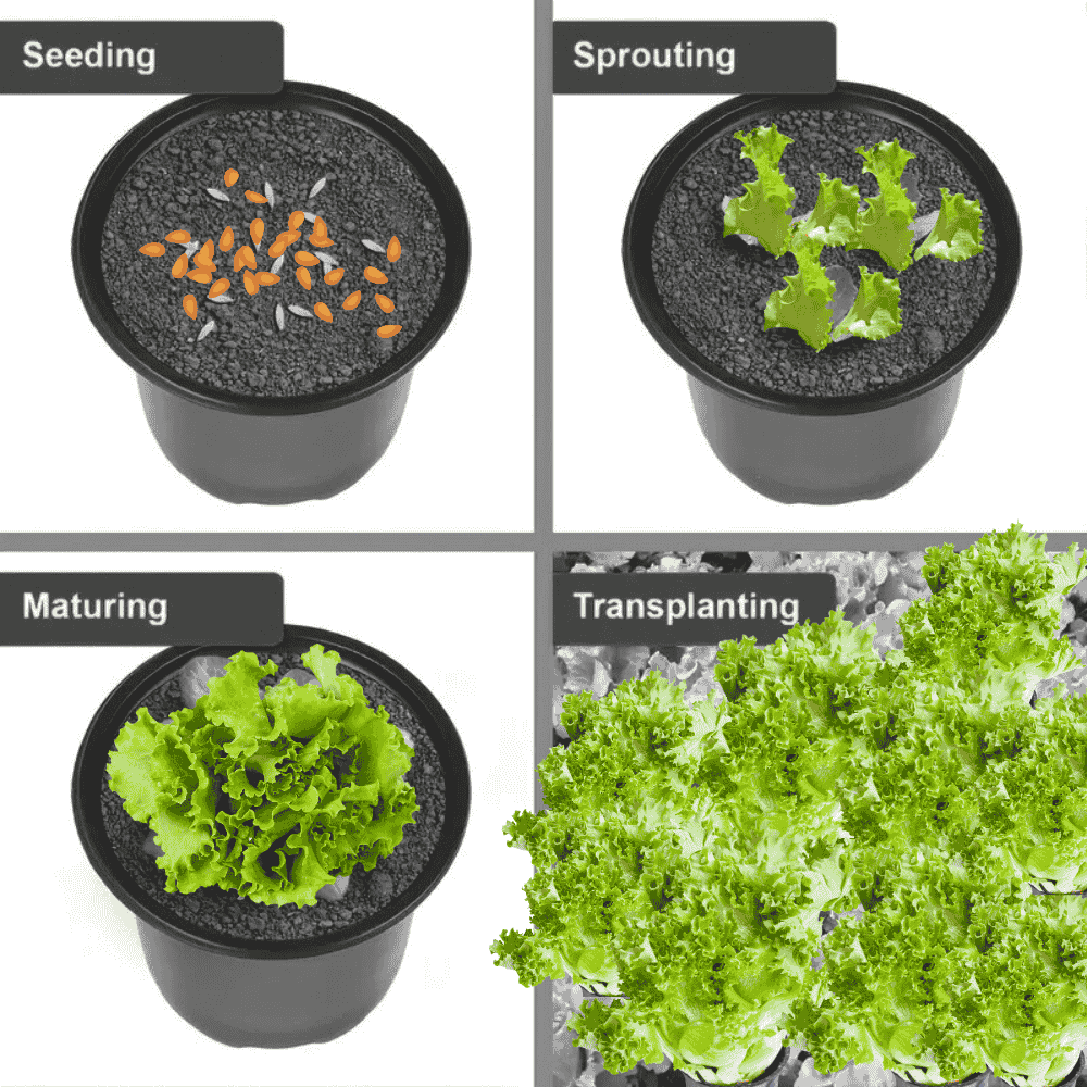 Black Plastic Pots 4" Set of 12 Pieces - Apnaugao