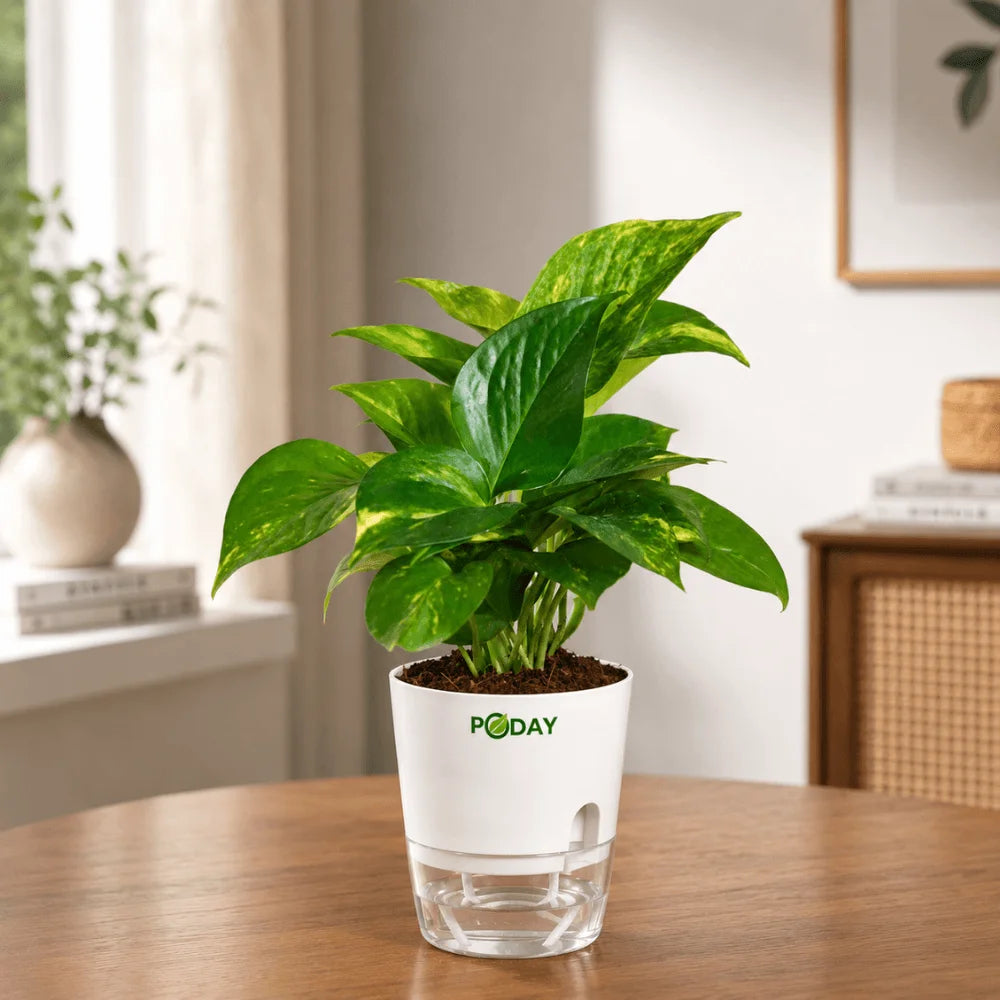 Variegated Money Plant in a self-watering pot available online in Pakistan from ApnaUgao