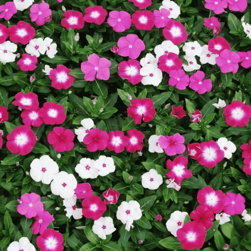 Vinca Tall Mix Seeds | Summer Flower Seeds for Beds, Borders & Pots | Heat-Tolerant Plants with Long-Lasting Blooms (Sadabahar Phool)