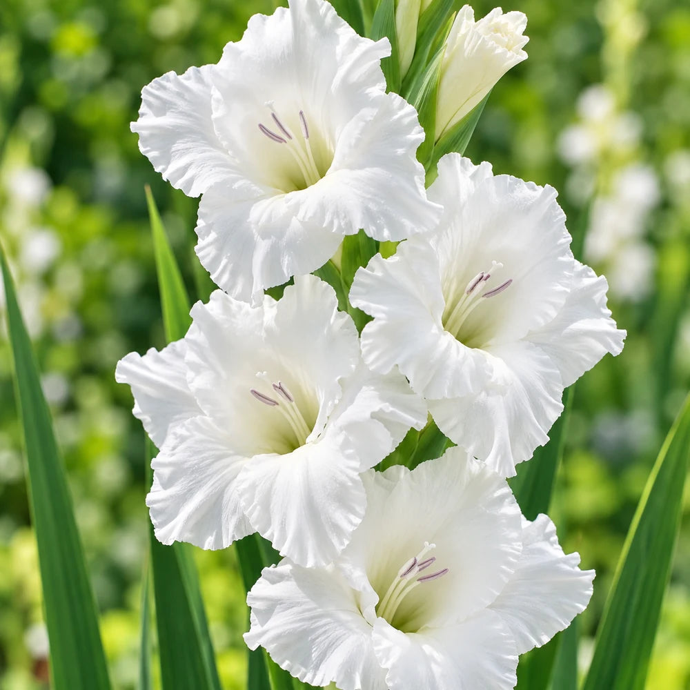 Close-up of white gladiolus flowers with ruffled petals