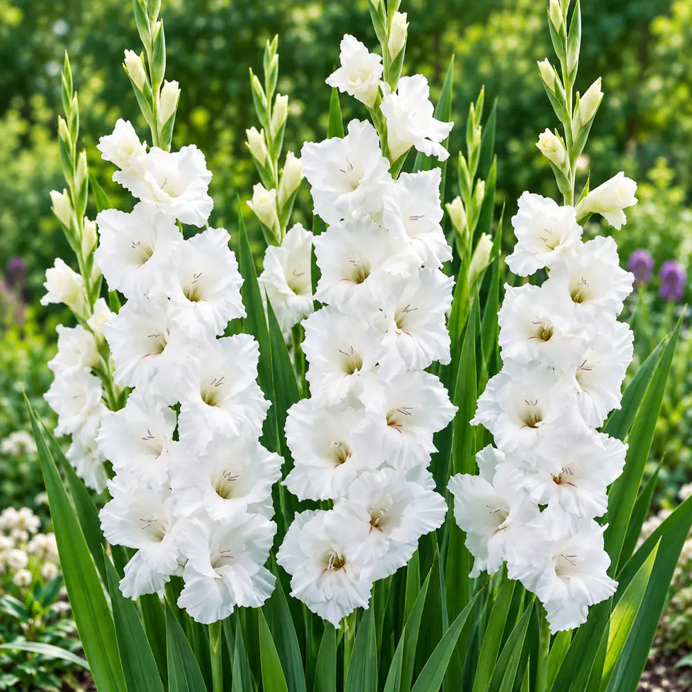 White gladiolus plants in full bloom in a garden