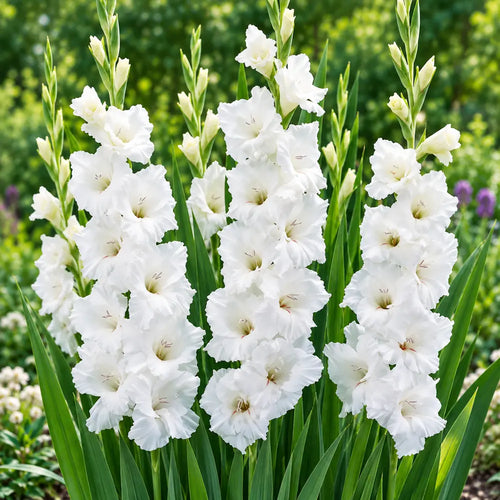 White gladiolus plants in full bloom in a garden