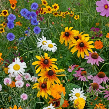 Cut-Flower Wildflower Seed Mix