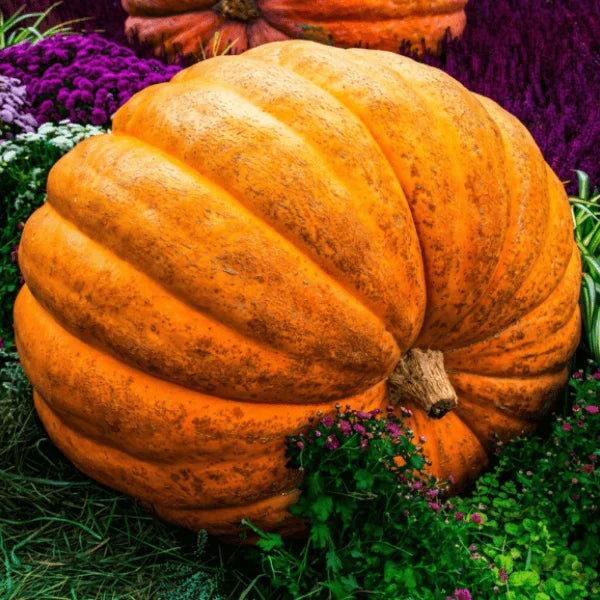 Buy world-record Atlantic Giant pumpkin seeds online in Pakistan – grow 50–200 kg giant pumpkins – ApnaUgao
