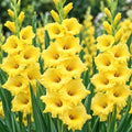 Close-up of bright yellow Yellow River gladiolus flowers