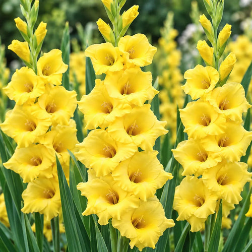 Close-up of bright yellow Yellow River gladiolus flowers