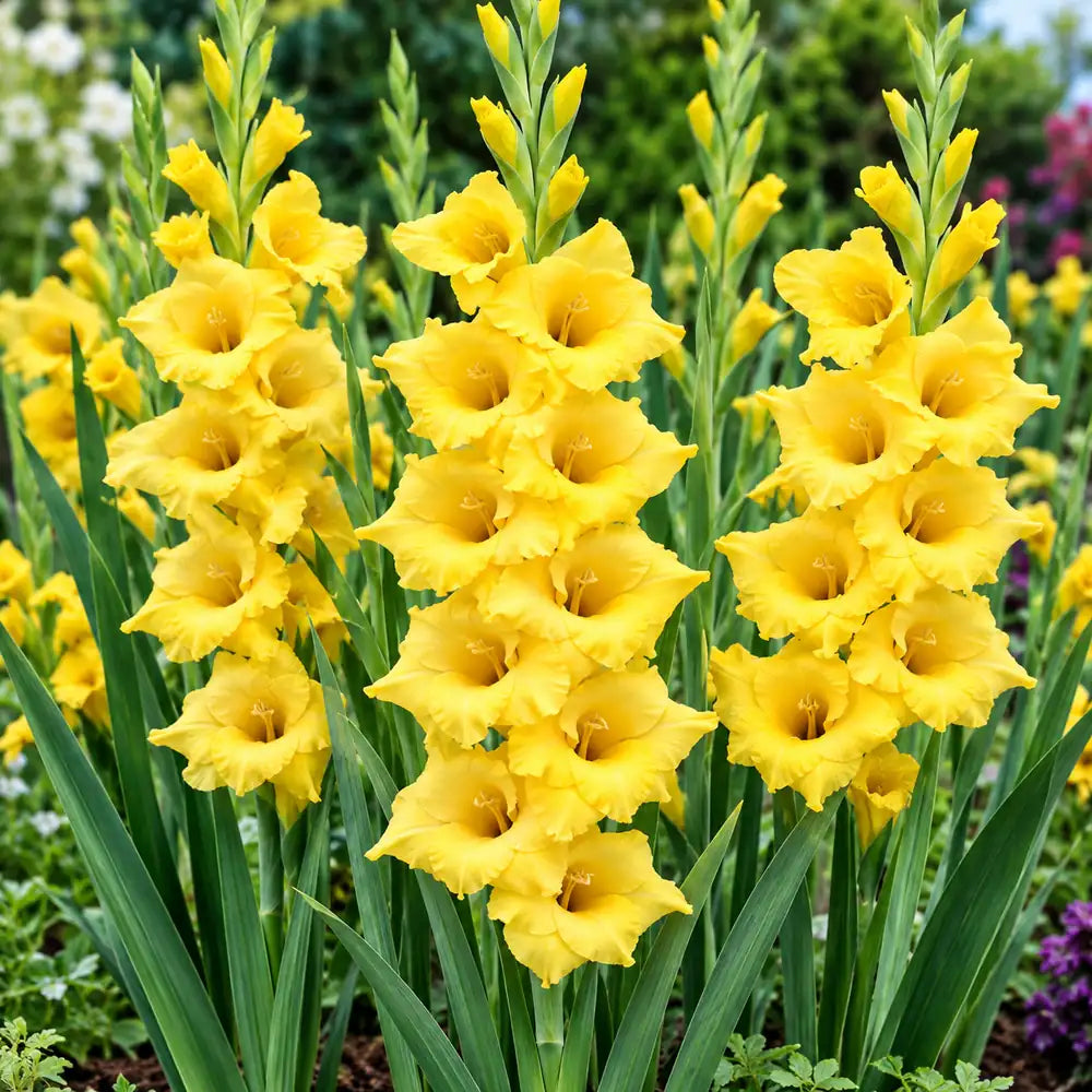 Yellow River gladiolus plants in full bloom in a garden