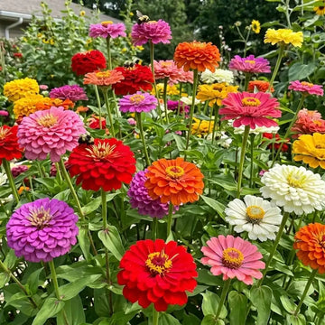 California Giants Mix Zinnia flowers – zinnia seeds in Pakistan | Apnaugao