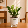 ZZ Plant (Zamioculcas zamiifolia) with Self-Watering Pot