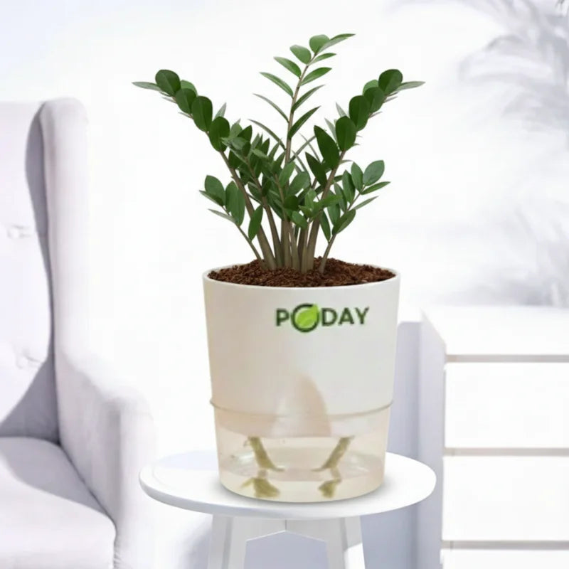 Buy ZZ Plant (Zamioculcas zamiifolia) – زی زی پلانٹ – best low light indoor plant in self-watering pot, discounted price