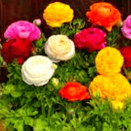 Ranunculus Bloomingdale Series F1 Hybrid Flower Seeds – Premium Cut Flowers
