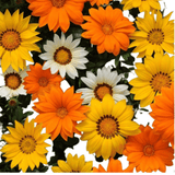 Gazania (G. rigens) New day series Seeds