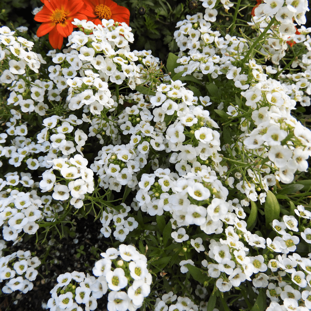 Sweet Alyssum Bonnet Series Seeds - Apnaugao