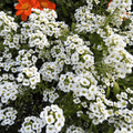 Sweet Alyssum Bonnet Series Seeds - Apnaugao