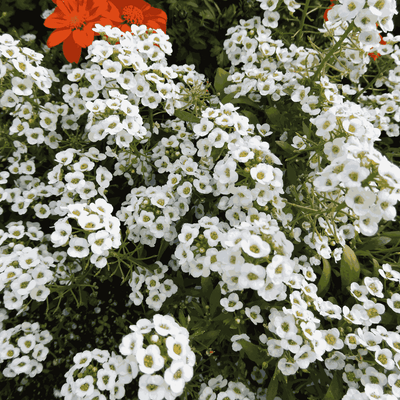 Sweet Alyssum Bonnet Series Seeds - Apnaugao