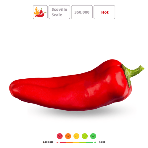 Sweet Pepper Seeds – Fiery Red, Blocky French Variety