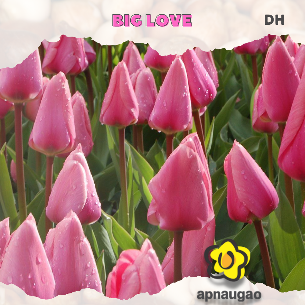 BIG LOVE |  Min. Qty - 10 Pieces