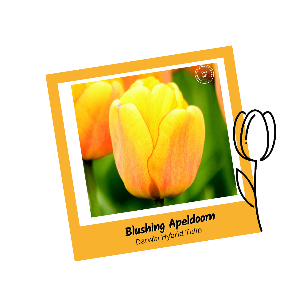 Blushing Apeldoorn Darwin Hybrid Tulip Bulbs