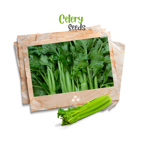 Celery Organic Seeds