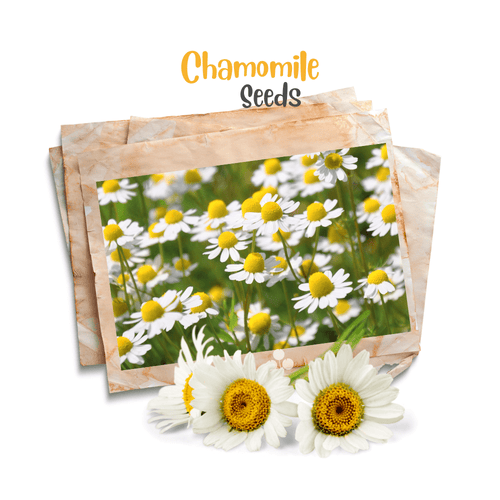 Organic German Chamomile Seeds – Herbal Flower