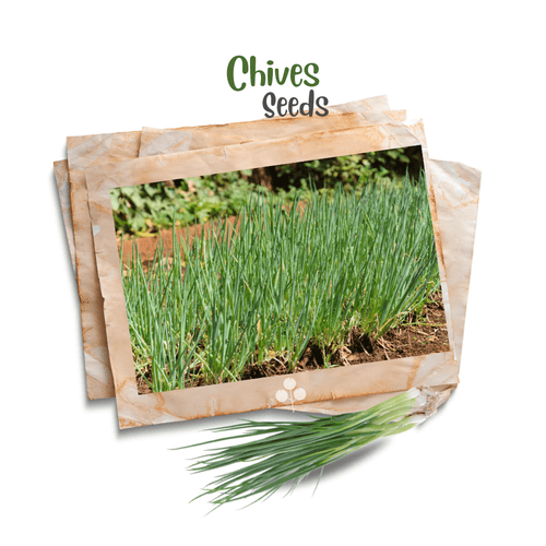 Organic Chives Seeds – Mild Onion-Flavored Culinary Herb