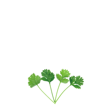 ORGANIC BABY LEAF "CILANTRO"