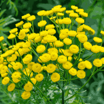Daisy Sunrise Yellow F1 Hybrid Seeds – Bright Summer Flowers