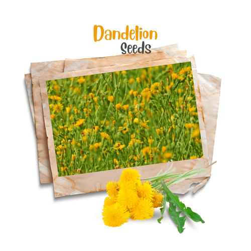Organic Dandelion Seeds – Edible Wild Herb