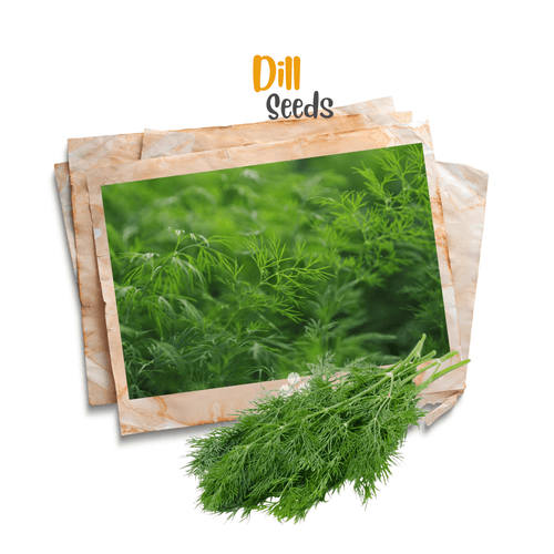 Organic Dill ( Soya ) Seeds – Culinary & Medicinal Herb